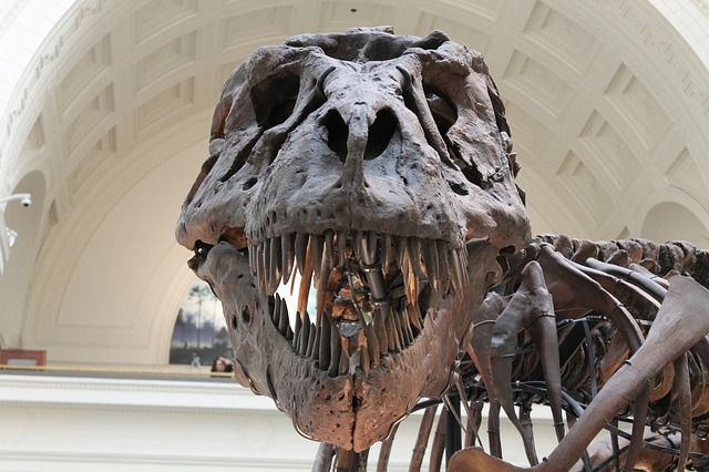 Tyrannosaurus Rex Skeleton