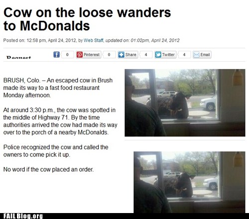 Cow On The Loose Wanders To McDonalds